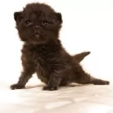 セルカークレックス