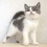 ブリティッシュショートヘア