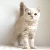ブリティッシュショートヘア