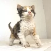 セルカークレックス