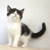 ブリティッシュショートヘア