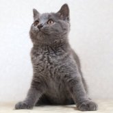 ブリティッシュショートヘア