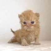 セルカークレックス