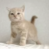 ブリティッシュショートヘア