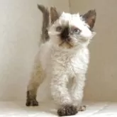セルカークレックス