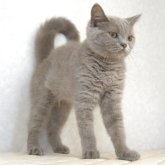 ブリティッシュショートヘア