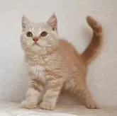 ブリティッシュショートヘア