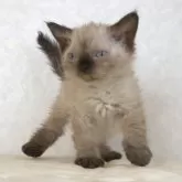 セルカークレックス