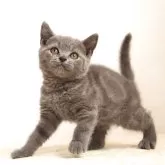 ブリティッシュショートヘア