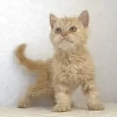 セルカークレックス
