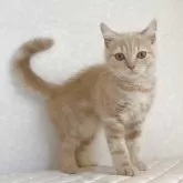 ブリティッシュショートヘア【静岡県・男の子・2025年4月14日・クリーム】の写真1