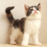 ブリティッシュショートヘア