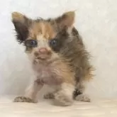 セルカークレックス