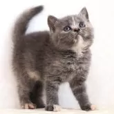 ブリティッシュショートヘア
