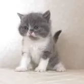 ブリティッシュショートヘア