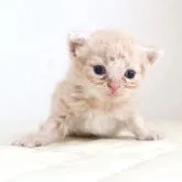 セルカークレックス