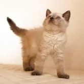 セルカークレックス