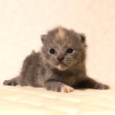 ブリティッシュショートヘア