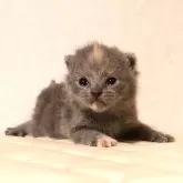 ブリティッシュショートヘア