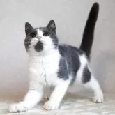 ブリティッシュショートヘア