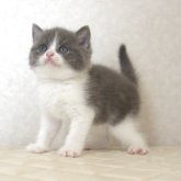ブリティッシュショートヘア