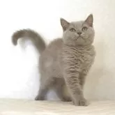 ブリティッシュショートヘア