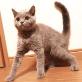 ブリティッシュショートヘア