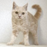 ブリティッシュショートヘア