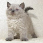 セルカークレックス