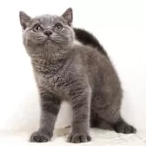 ブリティッシュショートヘア