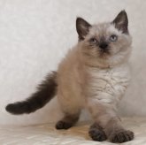 セルカークレックス