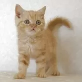 ブリティッシュショートヘア