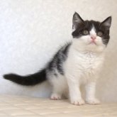 ブリティッシュショートヘア