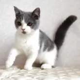 ブリティッシュショートヘア