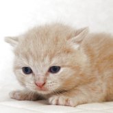 ブリティッシュショートヘア