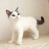 ブリティッシュショートヘア