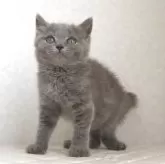 ブリティッシュショートヘア