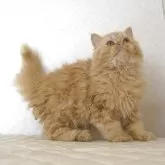 セルカークレックス【静岡県・男の子・2025年5月28日・レッドタビー】の写真2