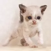 セルカークレックス【静岡県・男の子・2026年3月31日・シールポイント】の写真2