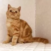 ブリティッシュショートヘア【静岡県・男の子・2025年7月21日・レッドタビー】の写真2