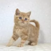 ブリティッシュショートヘア【静岡県・男の子・2025年7月21日・レッドタビー】の写真2