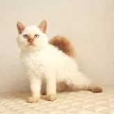 セルカークレックス【静岡県・男の子・2025年12月16日・ホワイト系/クリーム系】の写真2