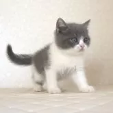 ブリティッシュショートヘア【静岡県・男の子・2025年9月27日・ブルー&ホワイト】の写真2