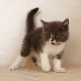 ブリティッシュショートヘア【静岡県・女の子・2025年9月27日・ブルー&ホワイト】の写真2