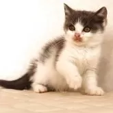 ブリティッシュショートヘア【静岡県・男の子・2025年9月27日・ブルー&ホワイト】の写真2