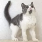 ブリティッシュショートヘア【静岡県・男の子・2025年8月9日・ブルー&ホワイト】の写真2