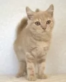 ブリティッシュショートヘア【静岡県・男の子・2025年4月14日・クリーム】の写真2