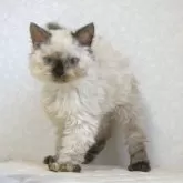 セルカークレックス【静岡県・女の子・2025年5月28日・シールポイント】の写真2