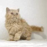 セルカークレックス【静岡県・男の子・2025年5月28日・レッドタビー】の写真2