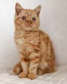 ブリティッシュショートヘア【静岡県・男の子・2025年7月21日・レッドタビー】の写真2